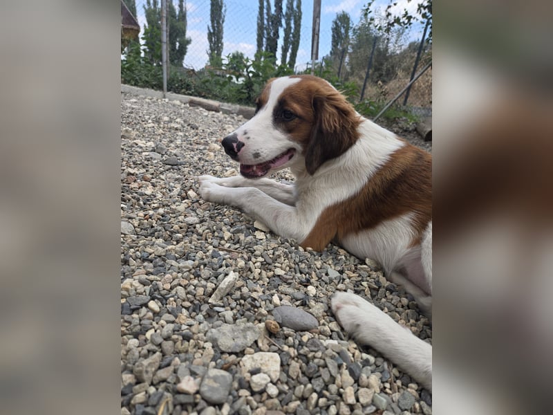 Lola - sucht liebevolle Familie für immer - bist es Du ?