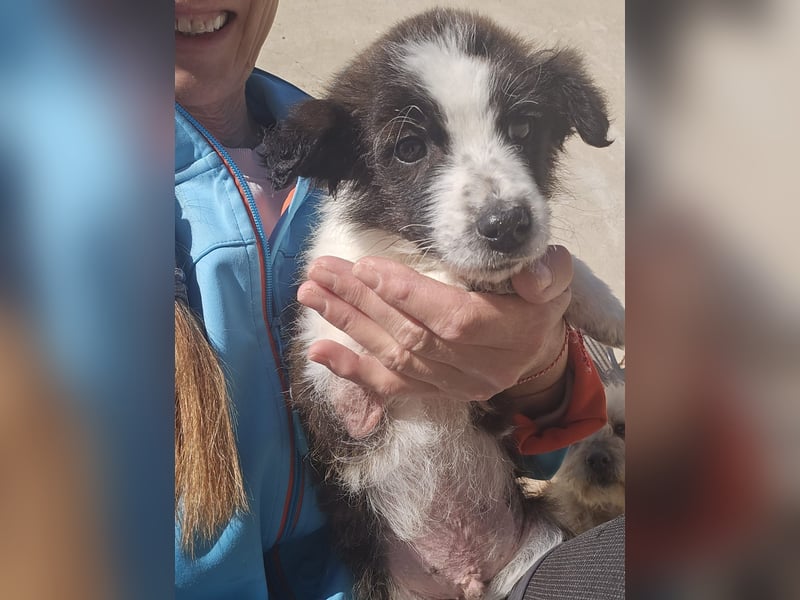 Logan, kleines Welpenmännchen sucht ein kuscheliges Zuhause