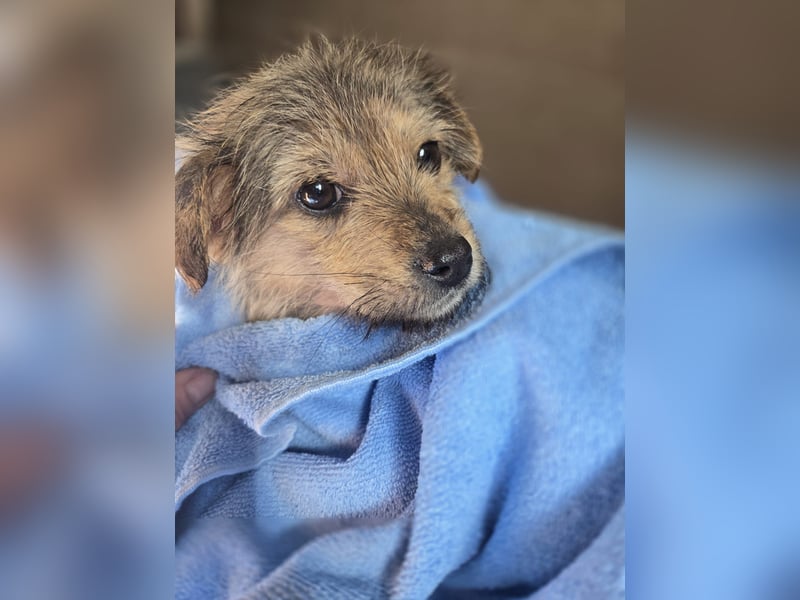 Christina - ich suche ein liebevolles Zuhause, also such ich dich