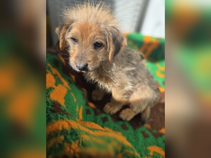 Christoph sucht ein warmes Zuhause - bist du es ?