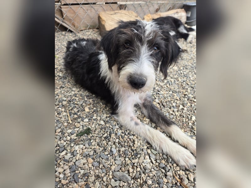 Liv, sucht dich das du ihr zeigst, wie sie ein toller Familienhund wird