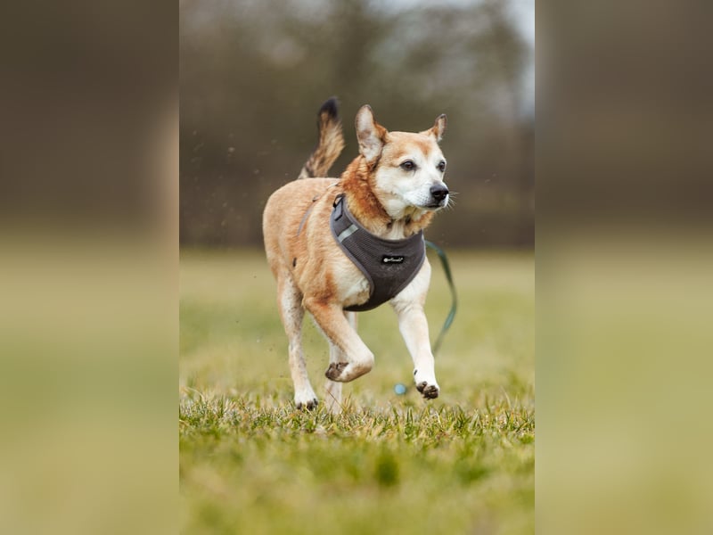 Chikoyo - 76661 Philippsburg