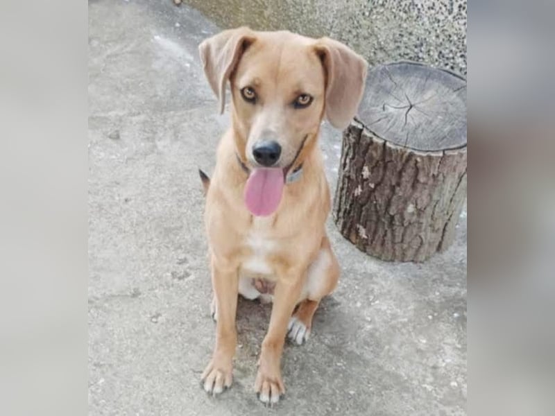 Anela - Von der Kette ins Herz