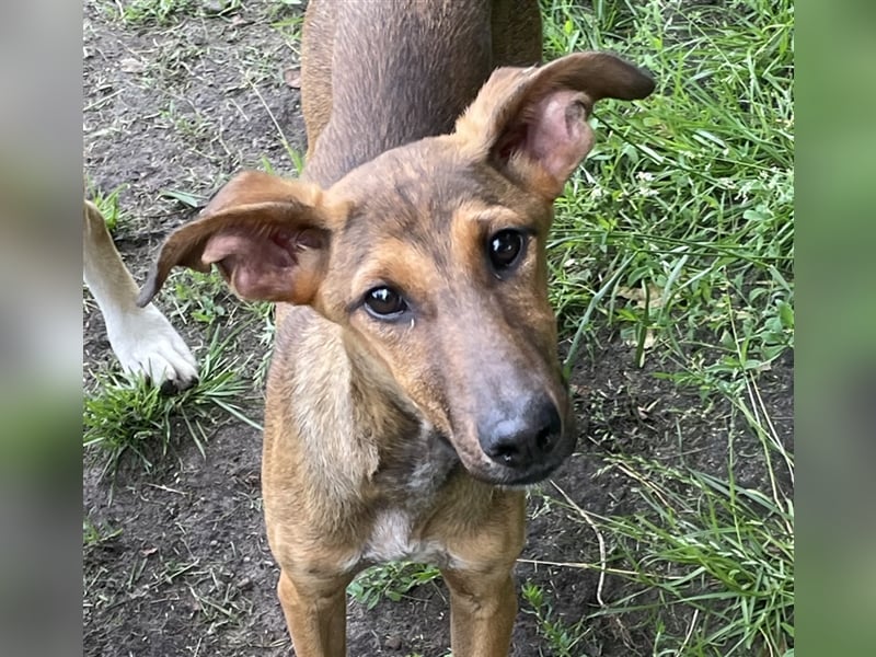 Shelby- aufgewecktes Hundekind