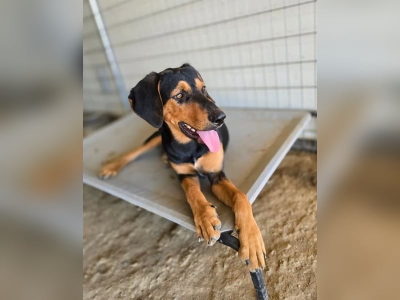 Max – junger Jagdhund-Mix mit großem Potenzial