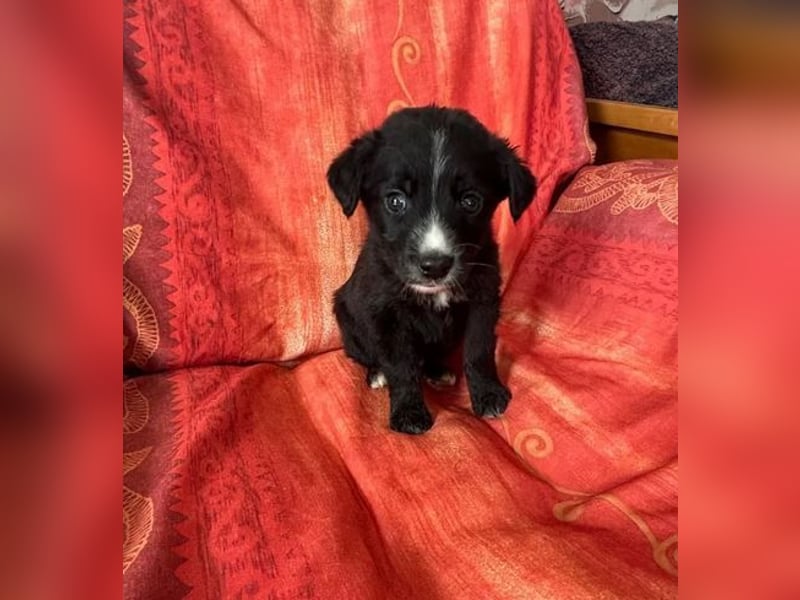 ❤️ Raffa – Fröhlicher Wirbelwind