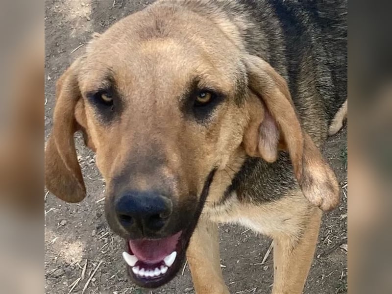 Mira, hübsches Jagdhund-Mix Mädchen sucht tolles Zuhause!