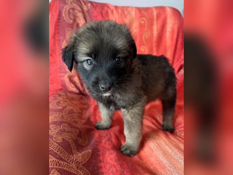  Robby – Der lebensfrohe Sonnenschein﻿