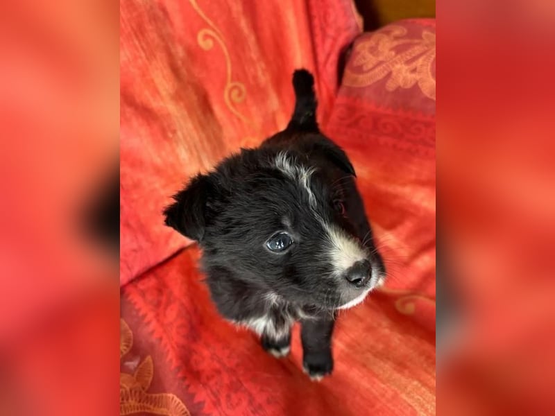  Amber – kleine liebevolle Seele