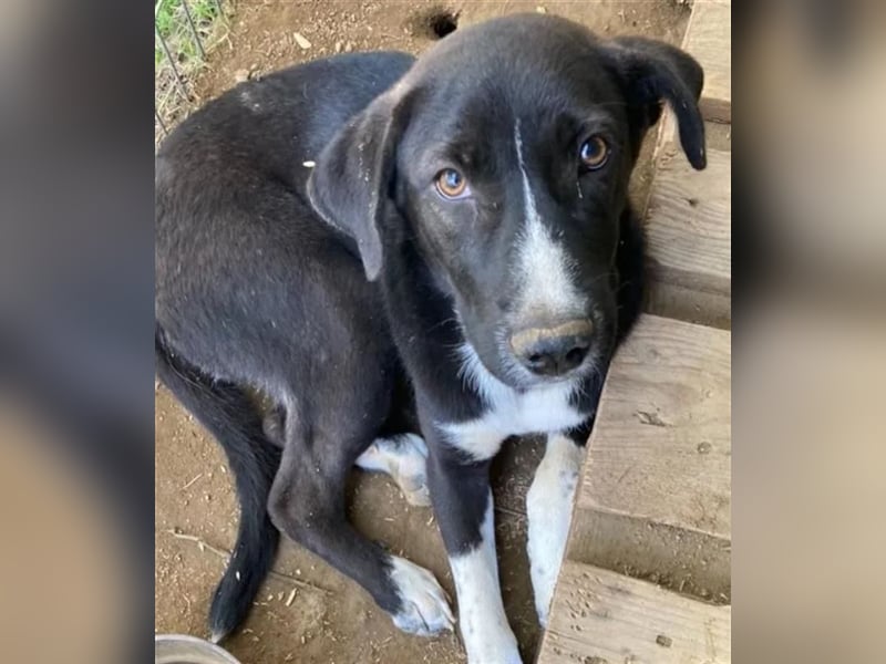 Ein Schatz zum Verlieben: Justus sucht sein Zuhause!