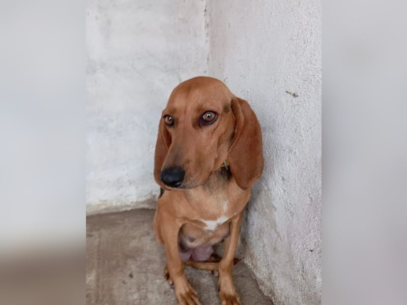 Mina, zarte Junghündin auf der Suche nach einem Zuhause!