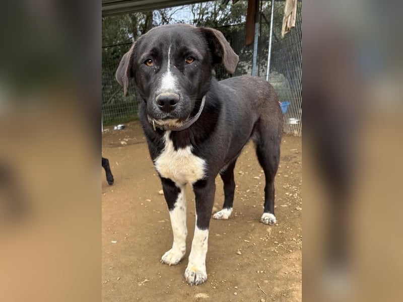 Ein Schatz zum Verlieben: Justus sucht sein Zuhause!