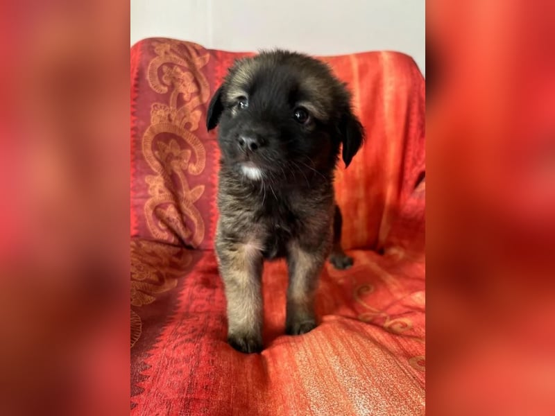  Robby – Der lebensfrohe Sonnenschein﻿