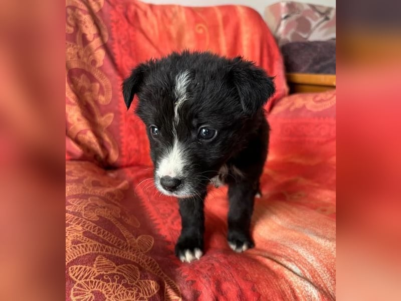  Amber – kleine liebevolle Seele