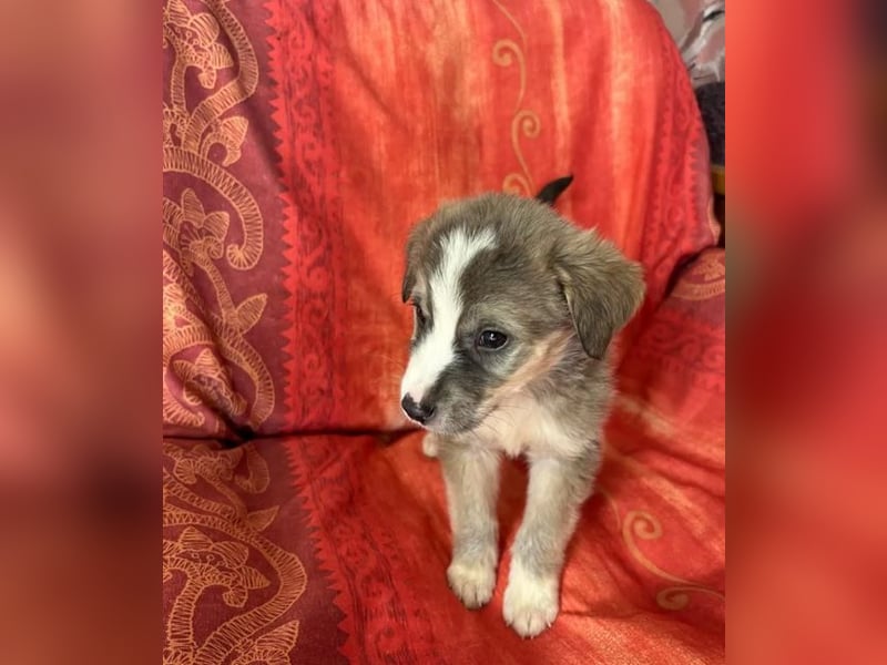  Horst – Der sanfte Beobachter