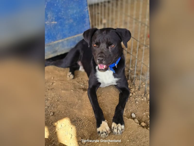 Onyx – ein schwarzer Schatz sucht sein Für-immer-Zuhause 