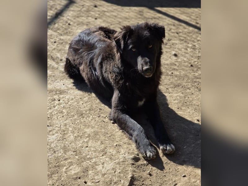 Smitty – Der sanfte Begleiter mit dem flauschigen Fell!