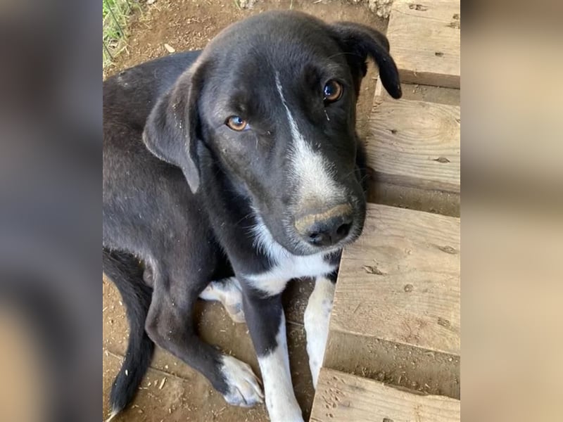 Ein Schatz zum Verlieben: Justus sucht sein Zuhause!