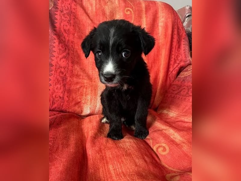 ❤️ Raffa – Fröhlicher Wirbelwind