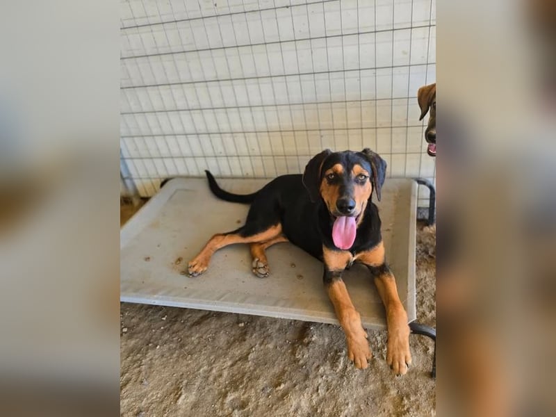 Max – junger Jagdhund-Mix mit großem Potenzial