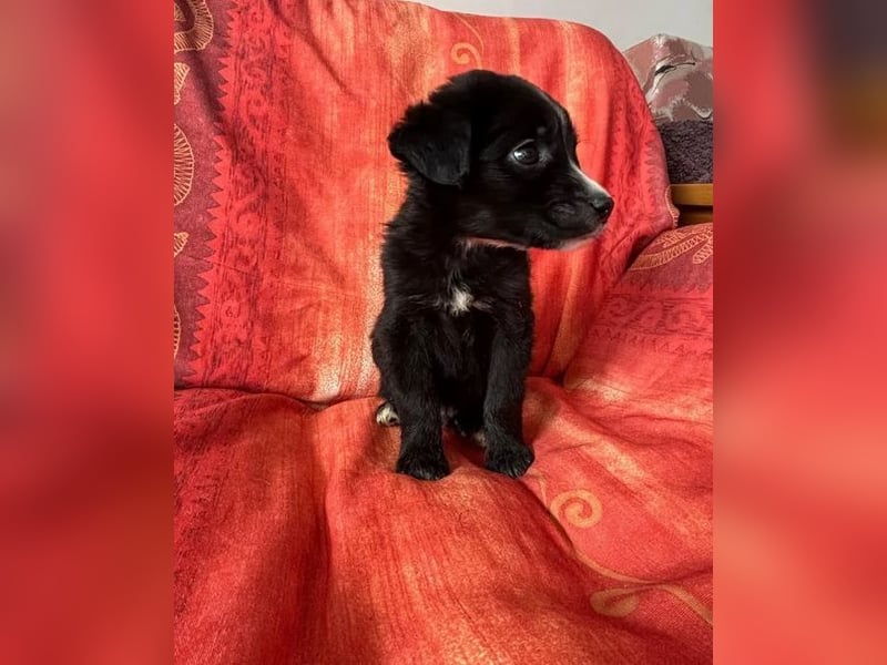 ❤️ Raffa – Fröhlicher Wirbelwind