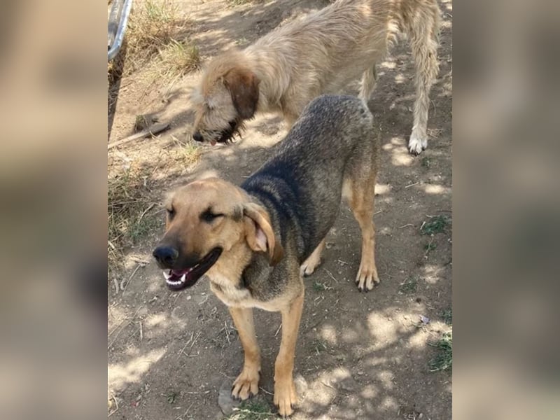 Mira, hübsches Jagdhund-Mix Mädchen sucht tolles Zuhause!