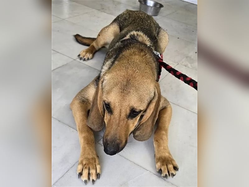 Mira, hübsches Jagdhund-Mix Mädchen sucht tolles Zuhause!