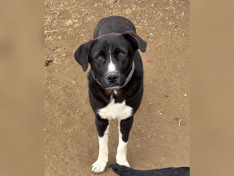 Ein Schatz zum Verlieben: Justus sucht sein Zuhause!