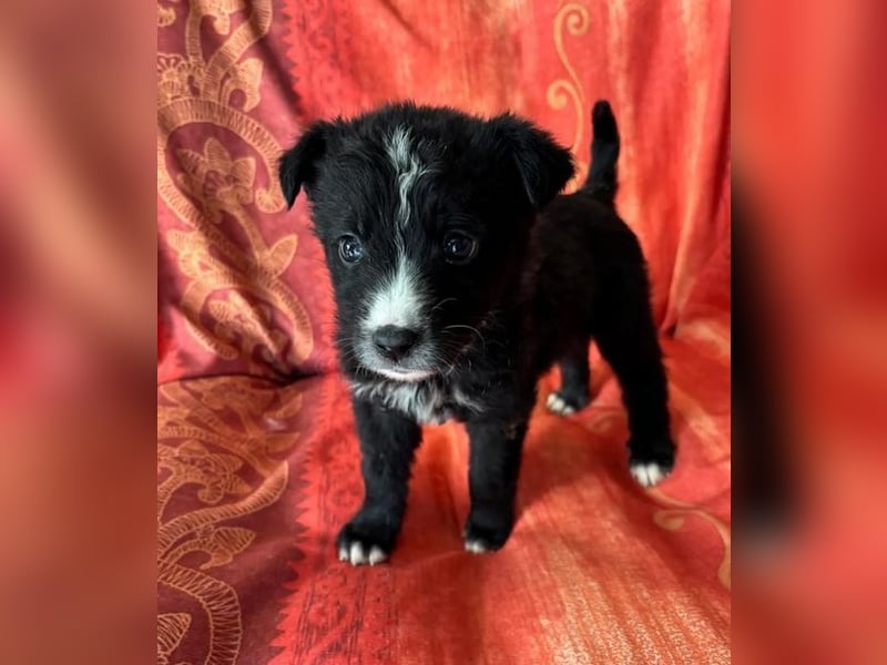  Amber – kleine liebevolle Seele