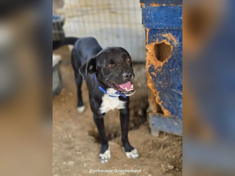 Onyx – ein schwarzer Schatz sucht sein Für-immer-Zuhause 