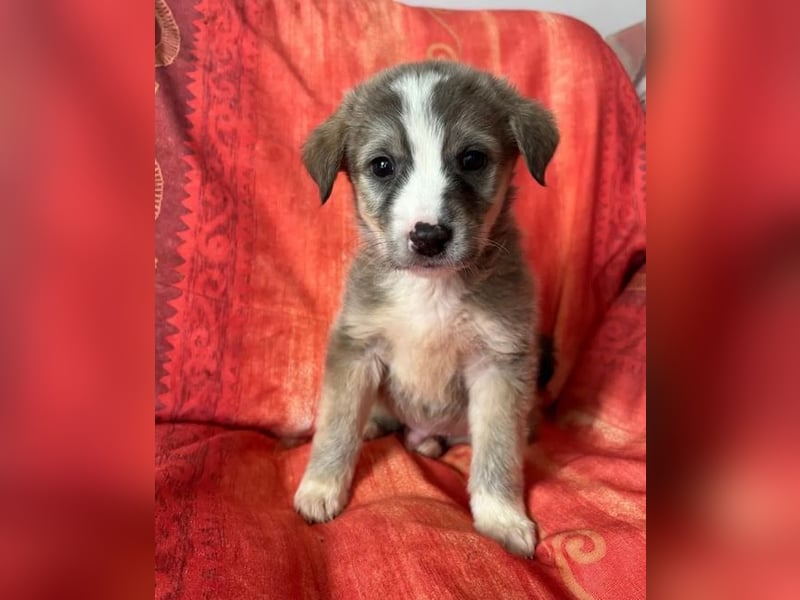  Horst – Der sanfte Beobachter