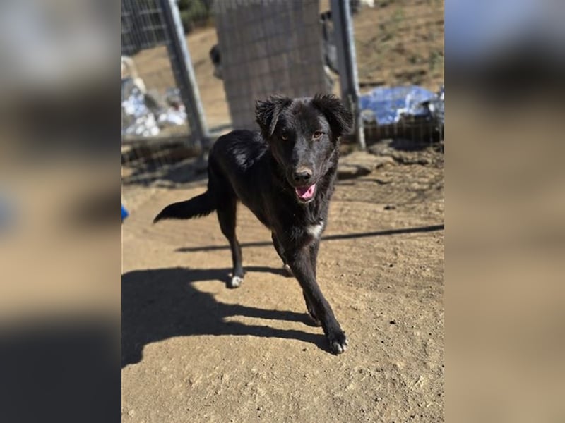 Smitty – Der sanfte Begleiter mit dem flauschigen Fell!