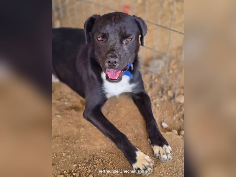 Onyx – ein schwarzer Schatz sucht sein Für-immer-Zuhause 