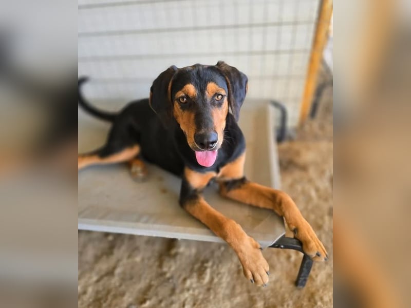 Max – junger Jagdhund-Mix mit großem Potenzial