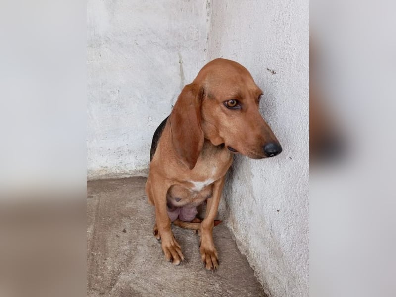 Mina, zarte Junghündin auf der Suche nach einem Zuhause!