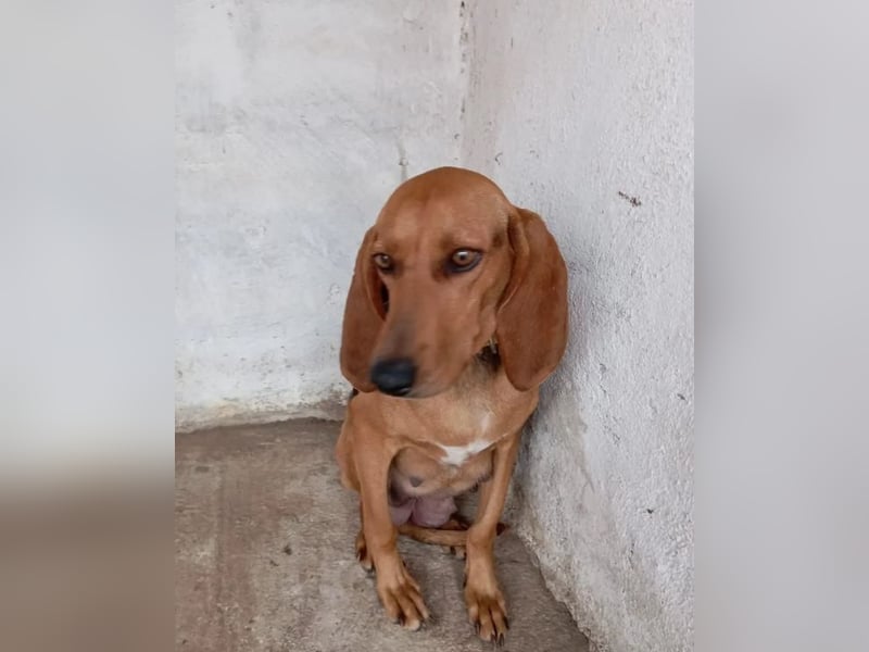 Mina, zarte Junghündin auf der Suche nach einem Zuhause!