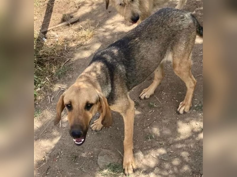 Mira, hübsches Jagdhund-Mix Mädchen sucht tolles Zuhause!