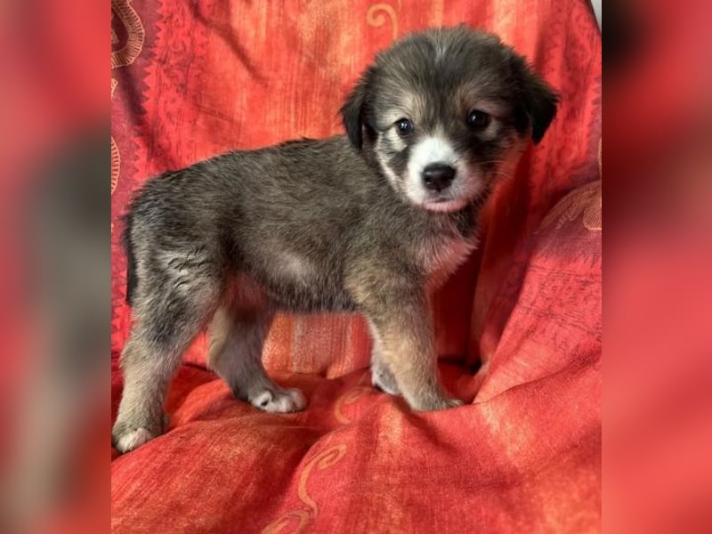 Skyla – mutige Abenteurerin 