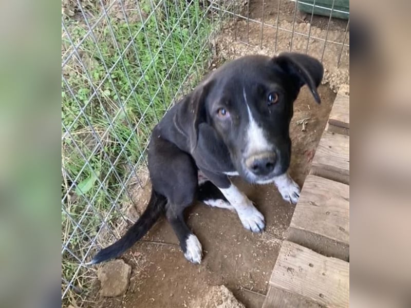 Ein Schatz zum Verlieben: Justus sucht sein Zuhause!