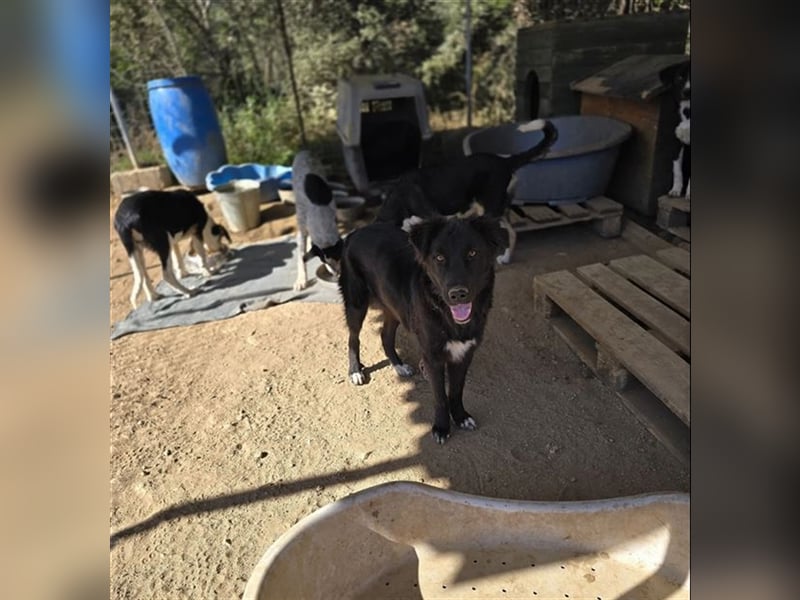 Smitty – Der sanfte Begleiter mit dem flauschigen Fell!