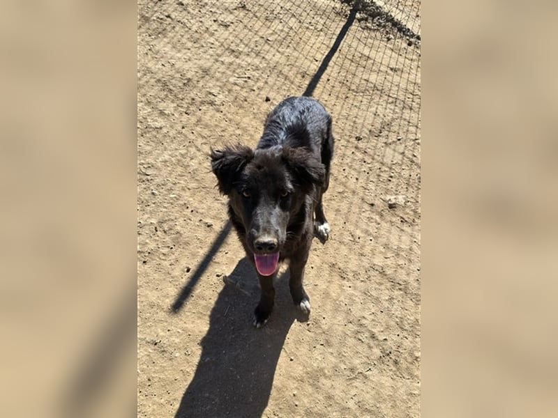 Smitty – Der sanfte Begleiter mit dem flauschigen Fell!