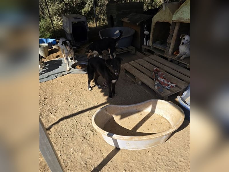 Smitty – Der sanfte Begleiter mit dem flauschigen Fell!