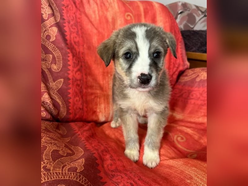  Horst – Der sanfte Beobachter