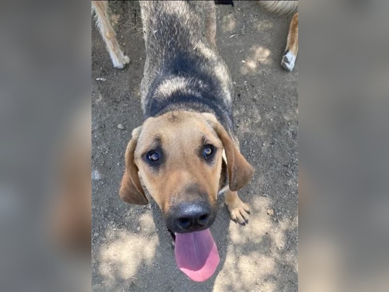 Mira, hübsches Jagdhund-Mix Mädchen sucht tolles Zuhause!