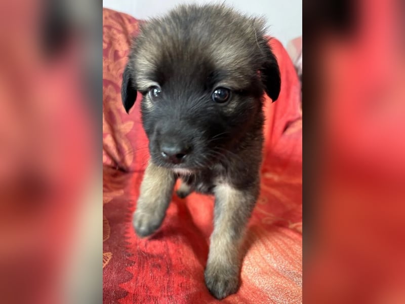  Robby – Der lebensfrohe Sonnenschein﻿