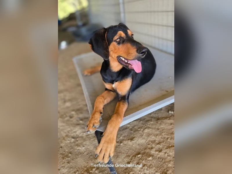 Max – junger Jagdhund-Mix mit großem Potenzial