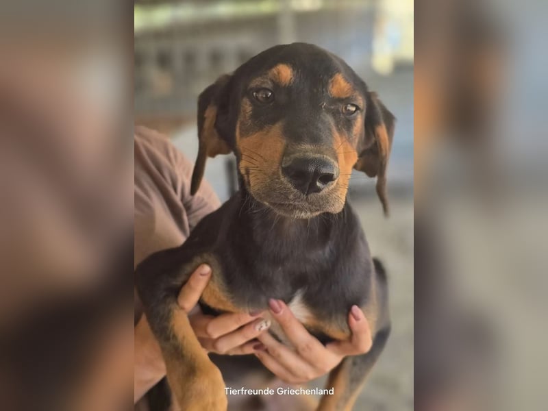 Max – junger Jagdhund-Mix mit großem Potenzial