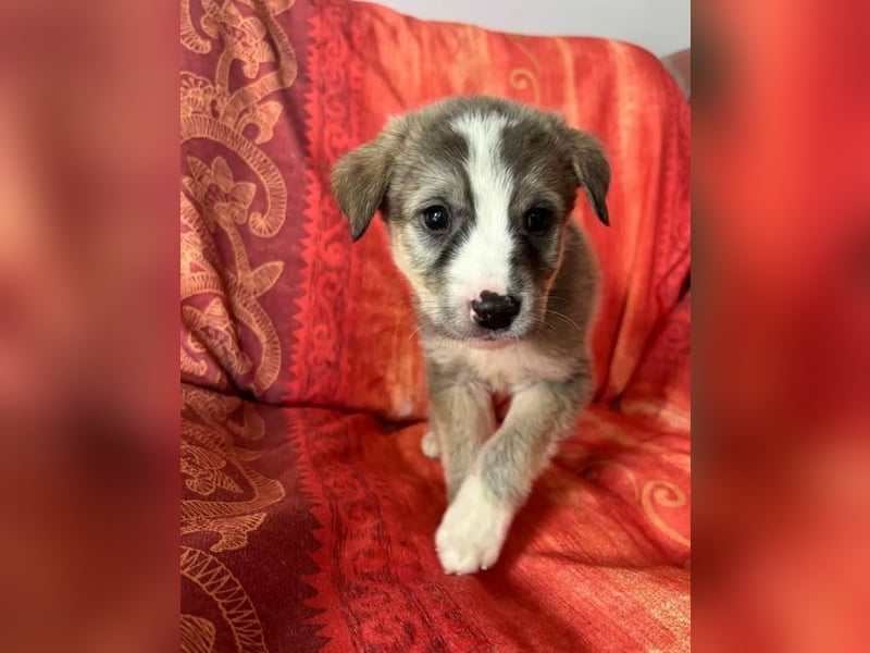  Horst – Der sanfte Beobachter