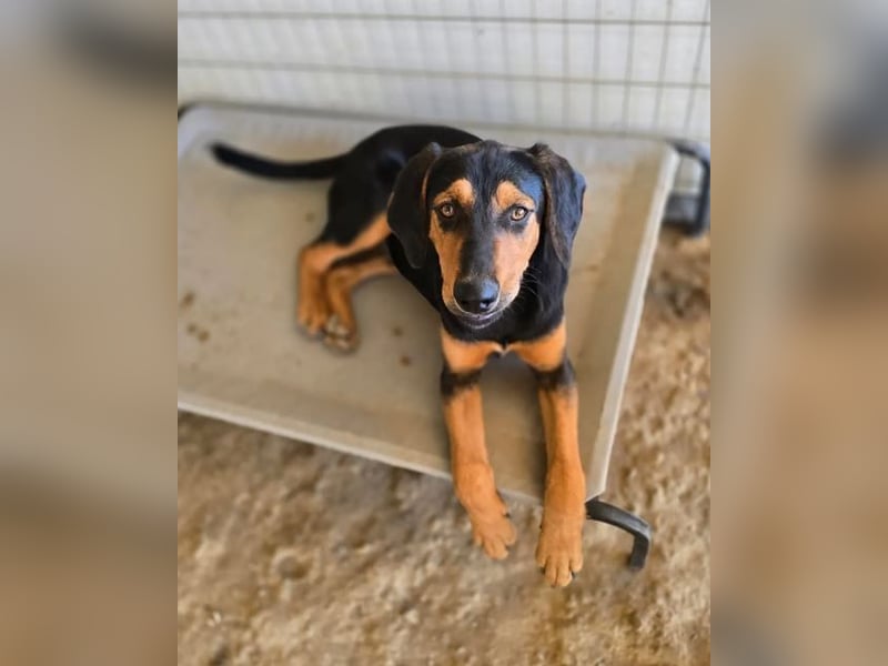 Max – junger Jagdhund-Mix mit großem Potenzial