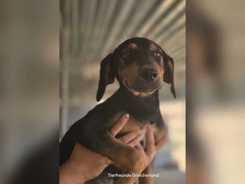 Max – junger Jagdhund-Mix mit großem Potenzial